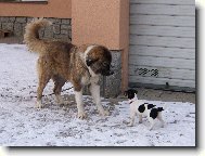 Jack Russell Terrier