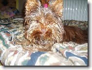 Jorkrsk terier, Yorkshire Terrier,