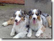 Australian Shepherd Dog