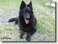 German Shepherd Dog