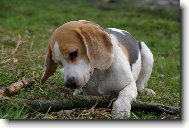 Beagle