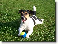 Jack Russell Terrier