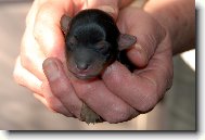 Jorkrsk terier, Yorkshire Terrier,