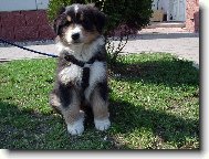 Australian Shepherd Dog