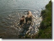 Fila Brasileiro