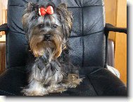 Jorkrsk terier, Yorkshire Terrier,