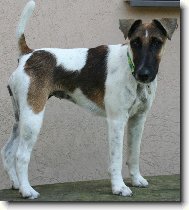 Fox Terrier Smooth