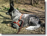 Australian Cattledog