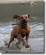 Rhodesian Ridgeback