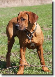 Rhodesian Ridgeback