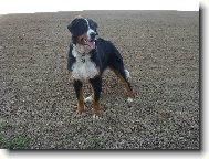 Bernese mountain dog \(Dog standard\)