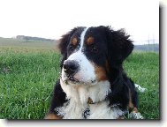 Bernese mountain dog \(Dog standard\)