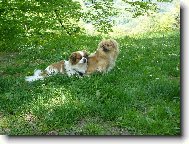 Tibetan spaniel \(Dog standard\)