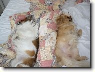 Tibetan spaniel \(Dog standard\)