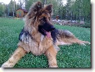 German Shepherd Dog