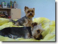 Jorkrsk terier, Yorkshire Terrier,