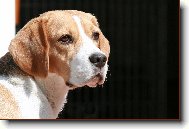 Beagle