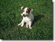 Jack Russell Terrier