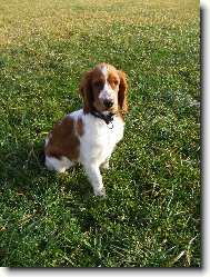 Welsh Springer Spaniel