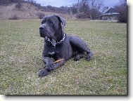 Cane Corso Italiano