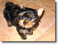 Jorkrsk terier, Yorkshire Terrier,