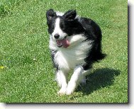 Border Collie