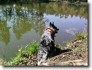 Australian Cattledog