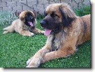 Leonberger