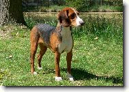 Deutsche Bracke, German Hound