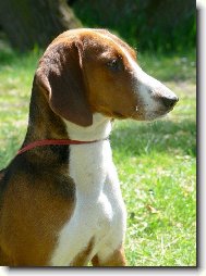 Deutsche Bracke, German Hound