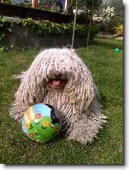 Hungarian Puli