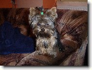 Jorkrsk terier, Yorkshire Terrier,