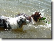 Australian Shepherd Dog