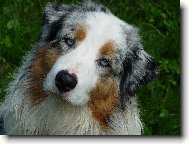 Australian Shepherd Dog