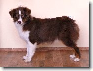 Australian Shepherd Dog