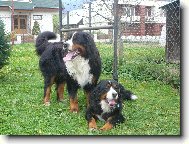 Bernese mountain dog \(Dog standard\)