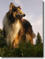 Collie Rough