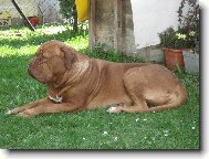 Dogue de Bordeaux