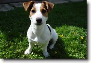 Jack Russell Terrier