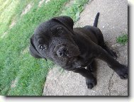 Cane Corso Italiano