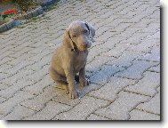 Weimaraner \(Dog standard\)