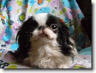 Chin, Japanese Chin