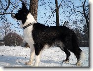 Border Collie