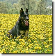 German Shepherd Dog