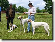 Magyar Agar, Hungarian Greyhound