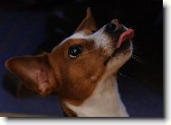 Jack Russell Terrier