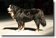 Bernese mountain dog \(Dog standard\)