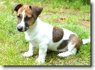 Jack Russell Terrier