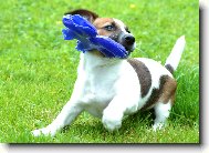 Jack Russell Terrier