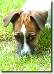 Jack Russell Terrier